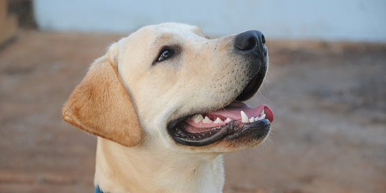 Comment prendre soin de la santé dentaire de votre chien ?
